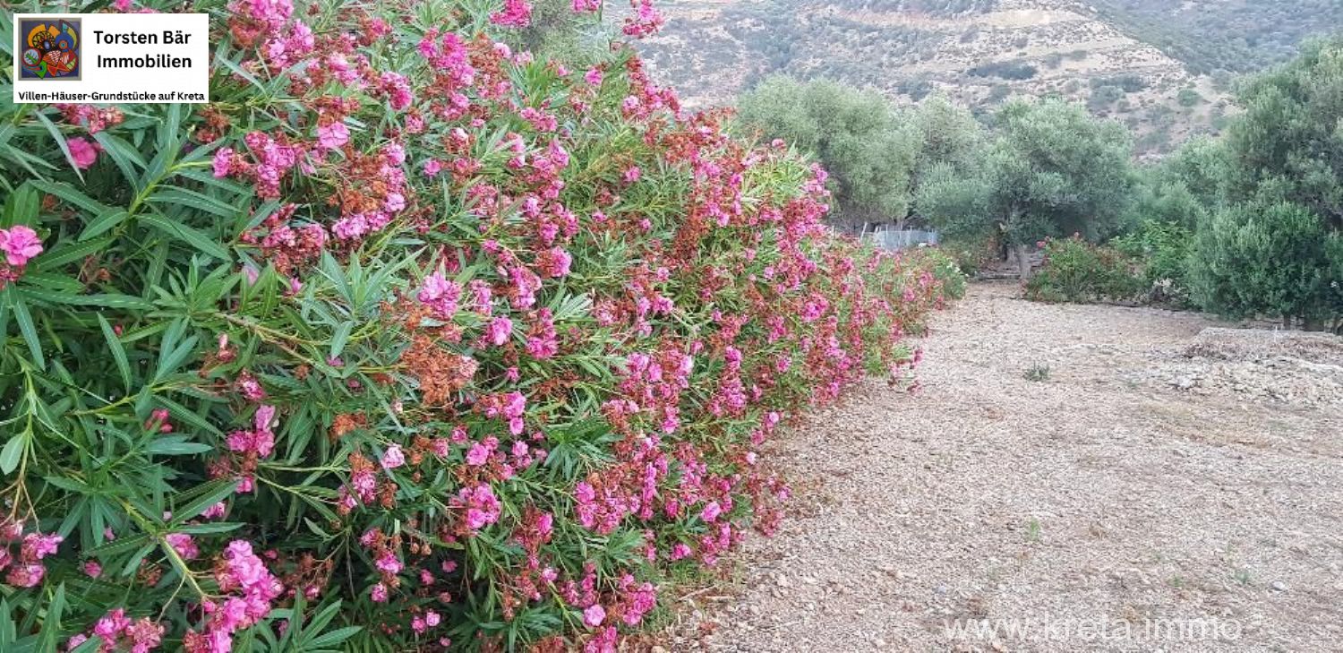 Foto der Immobilie (69510)