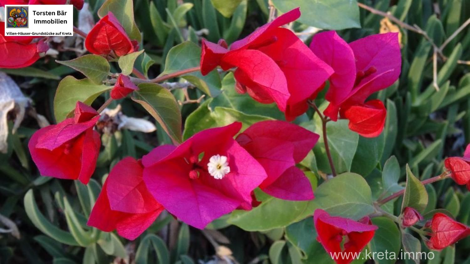 Foto der Immobilie (69515)