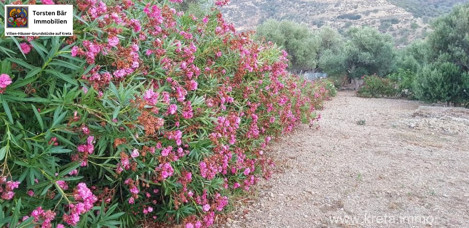 Foto der Immobilie (69527)