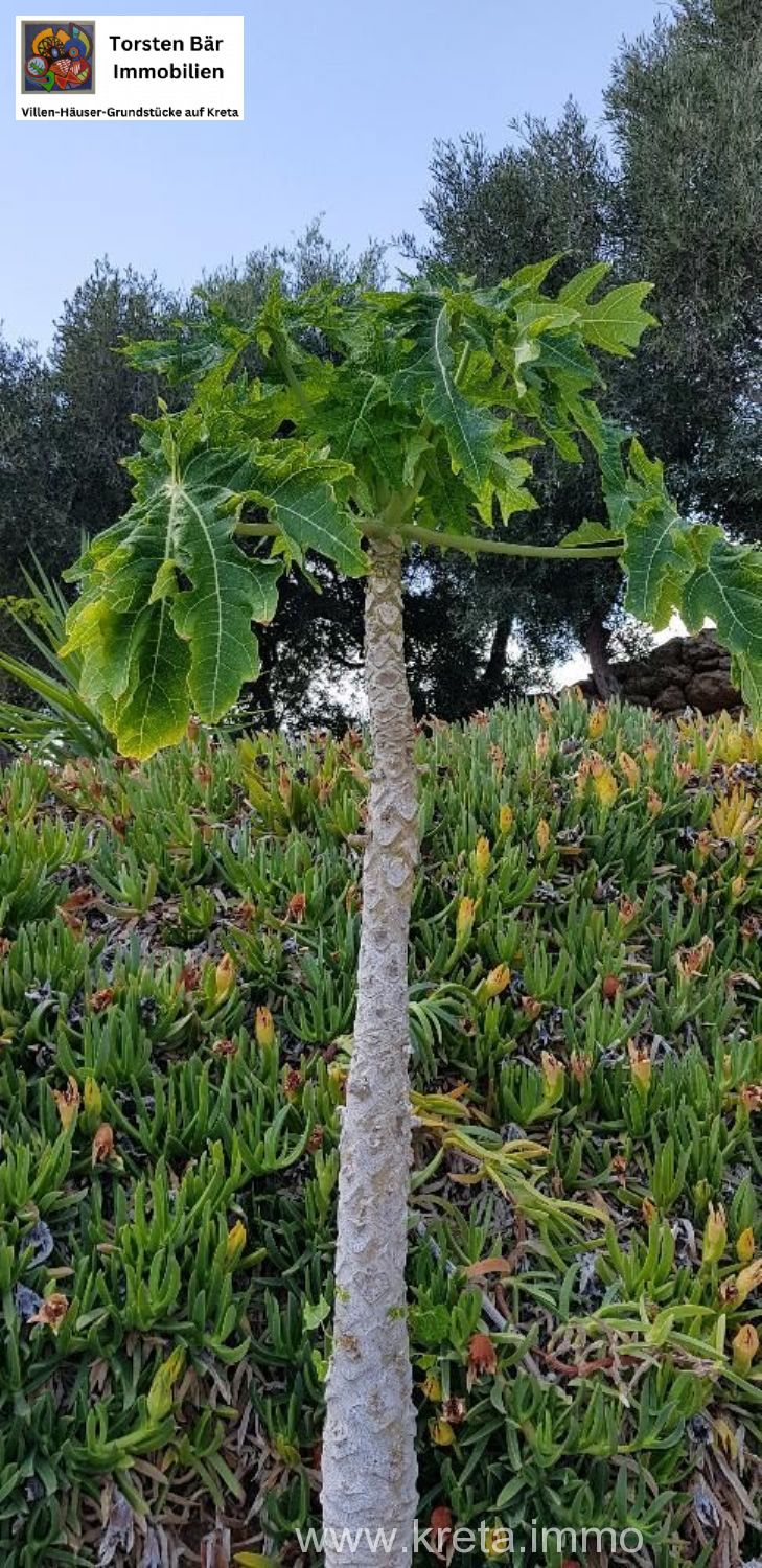 Foto der Immobilie (69526)