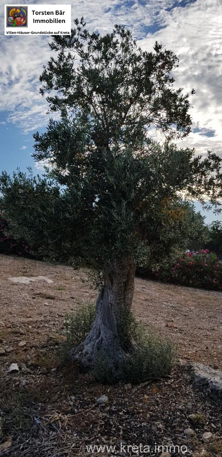 Foto der Immobilie (69529)