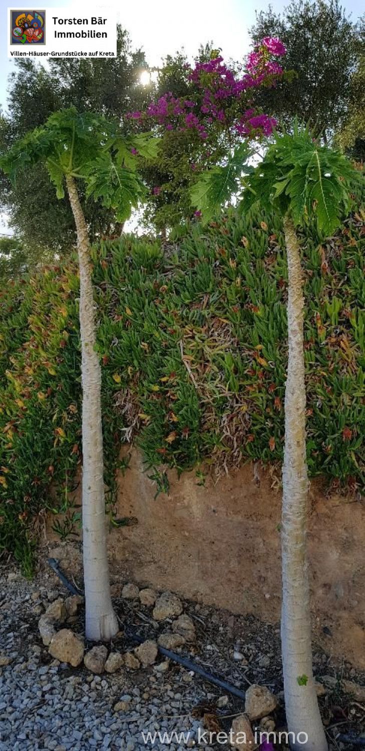 Foto der Immobilie (69530)