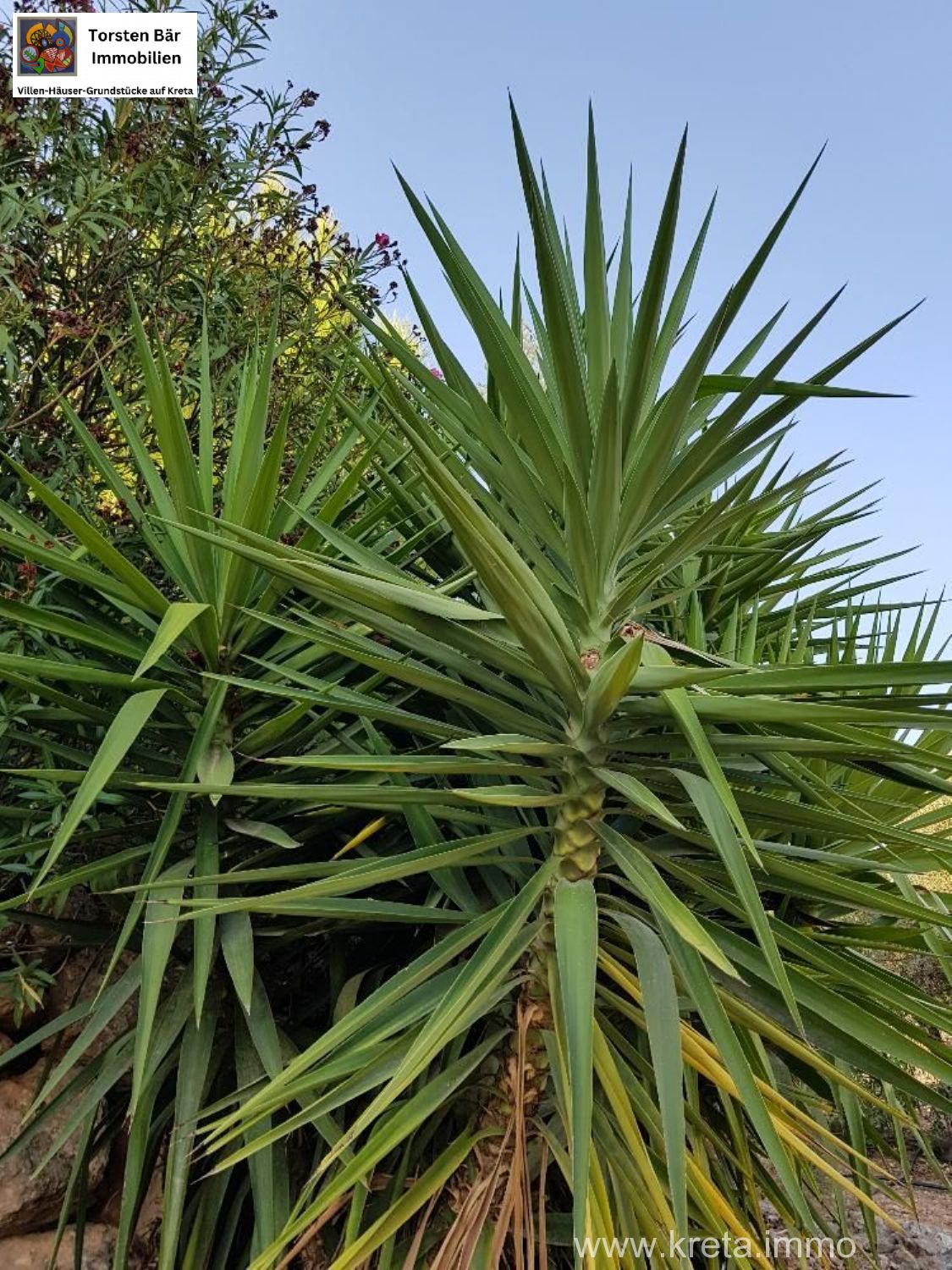 Foto der Immobilie (69531)