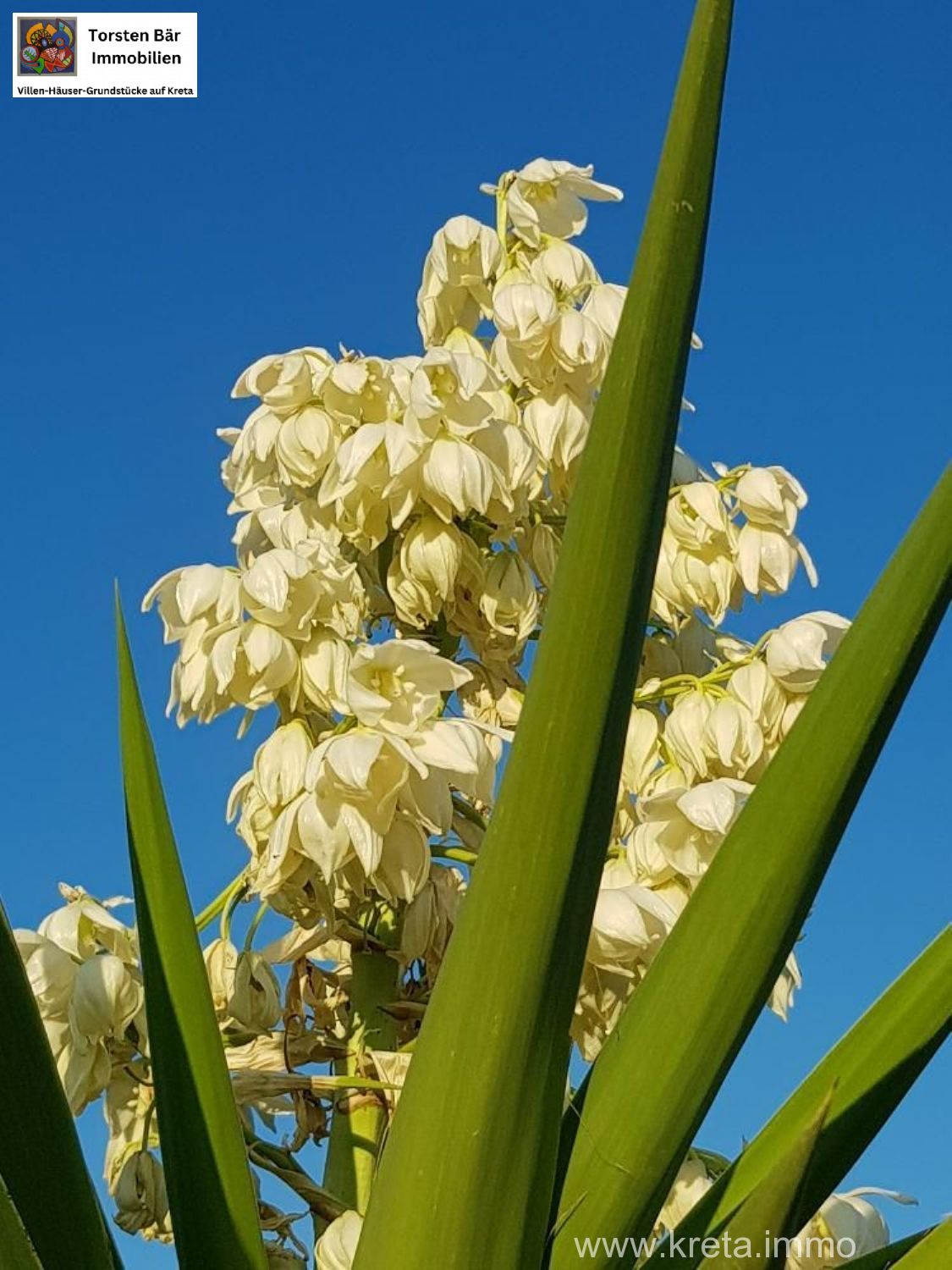 Foto der Immobilie (69532)