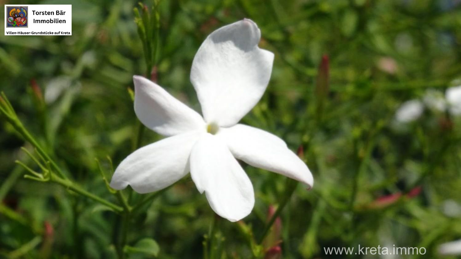 Foto der Immobilie (69534)