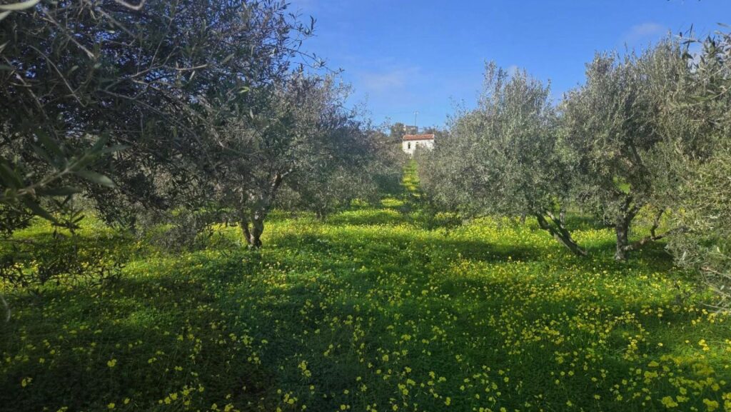 Foto der Immobilie (80595)