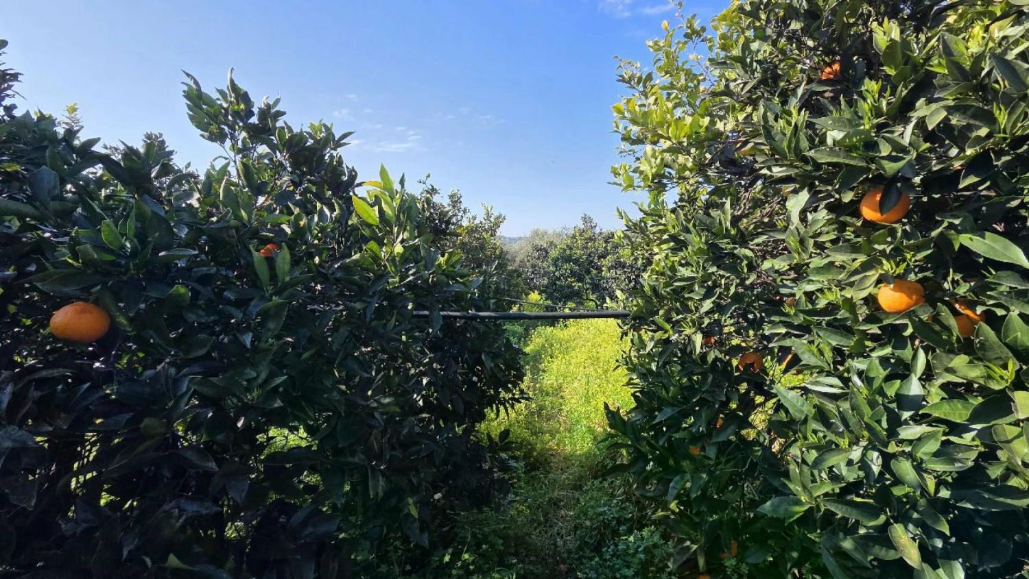 Foto der Immobilie (82817)